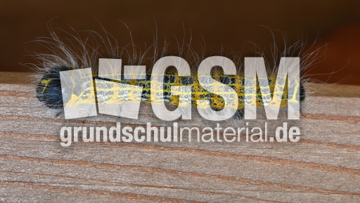 Raupe des Mondvogels (6).jpg